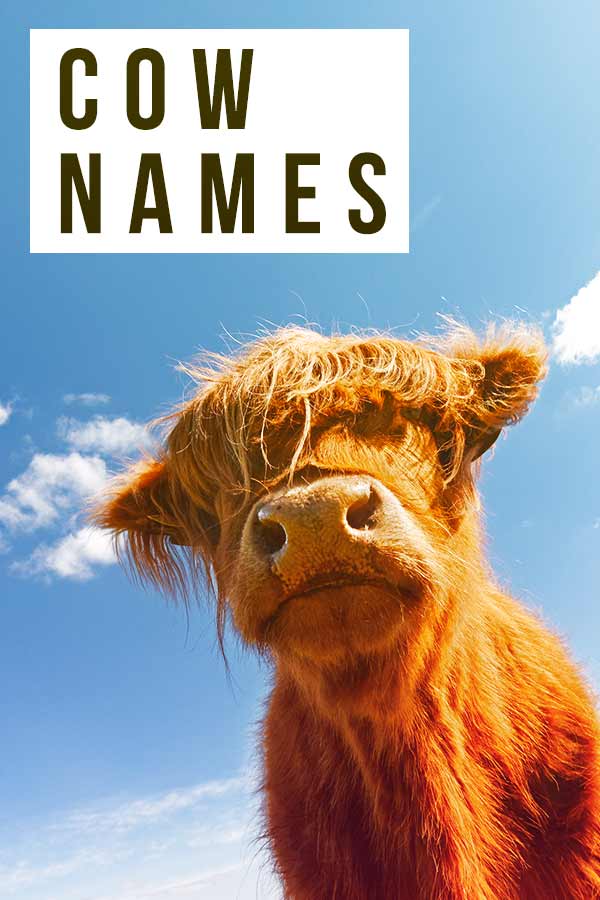 cow names