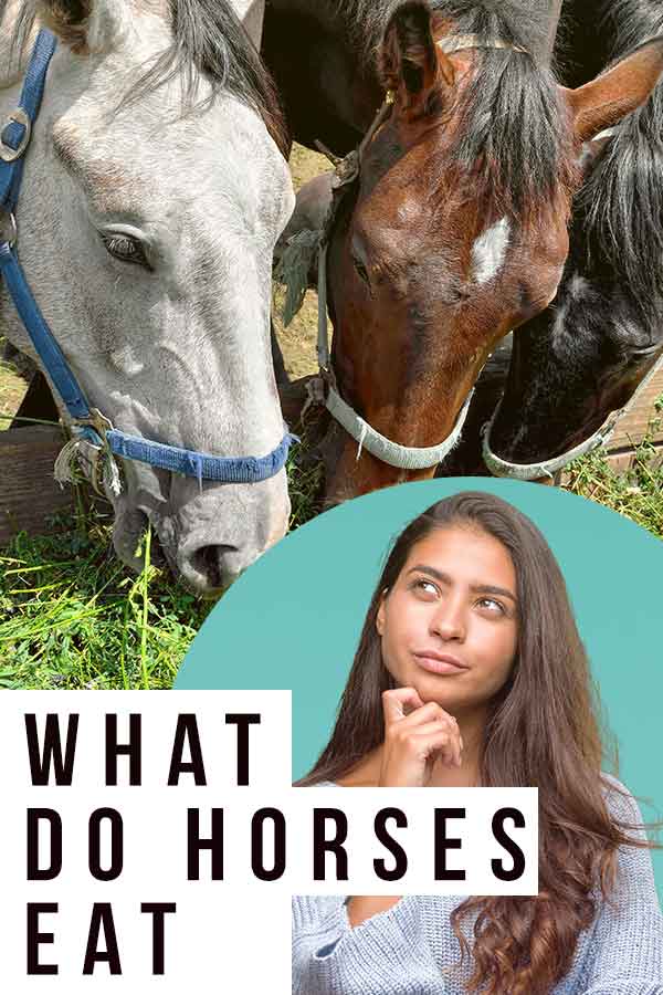 What Do Horses Eat The Secrets Of A Healthy Horse S Diet