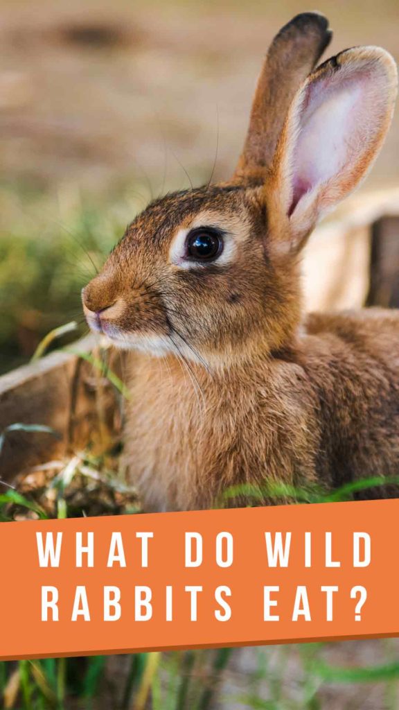 wild rabbit diet