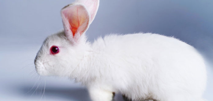 albino rabbit