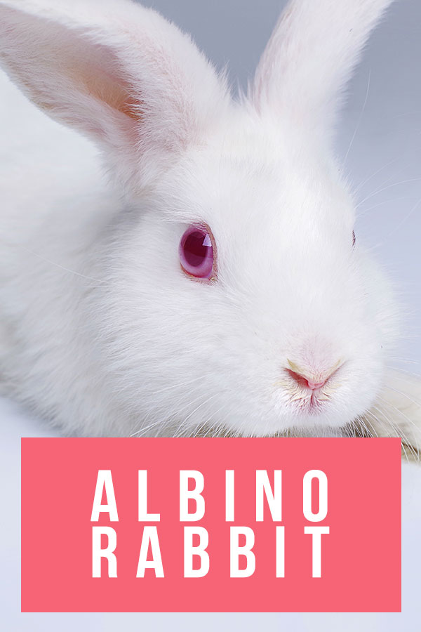 Albino Rabbit - Unveiling The Secrets Of The Completely White Bunny