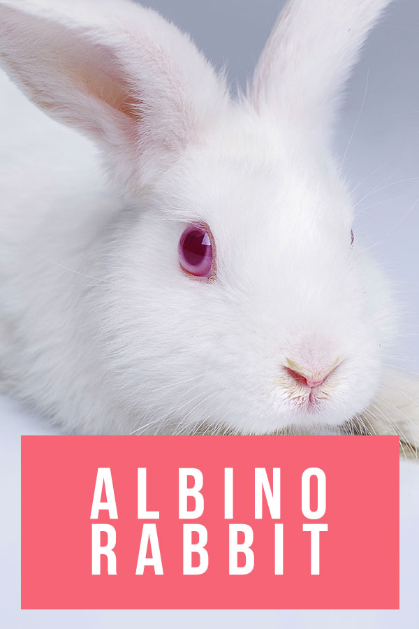 albino rabbit