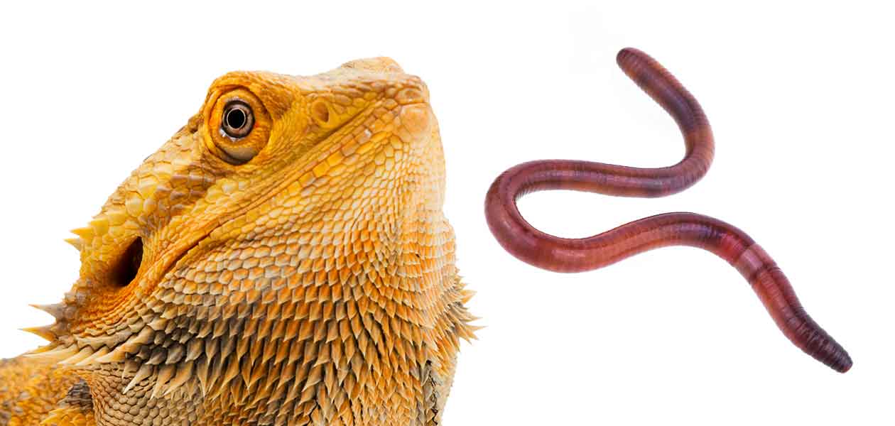 Can Bearded Dragons Eat Red Worms?