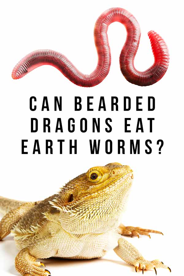 can bearded dragons eat earth worms