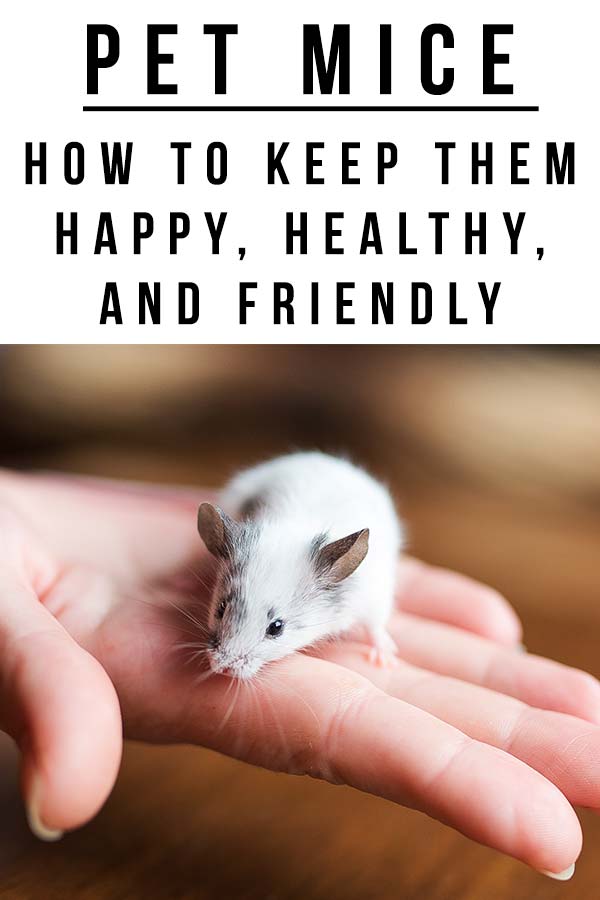 pet mice - how to keep them happy healthy and friendly