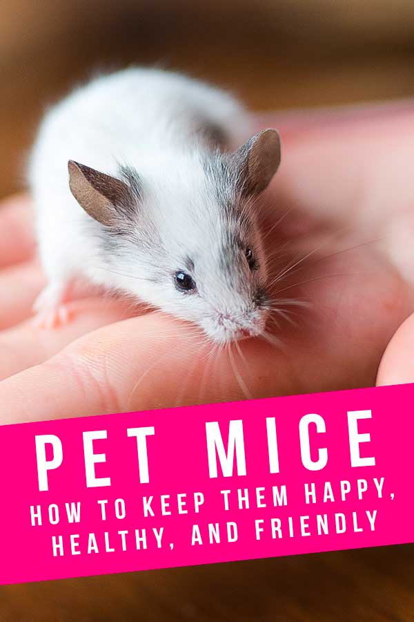 Pet Mice - A Complete Guide To Mice and Mouse Care