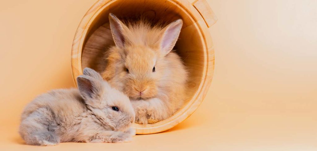 Do Rabbits Sleep With Their Eyes Open? Sorting Facts From Fiction