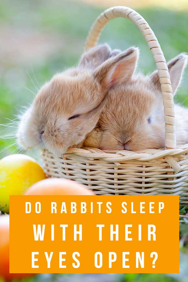 do rabbits sleep with their eyes open