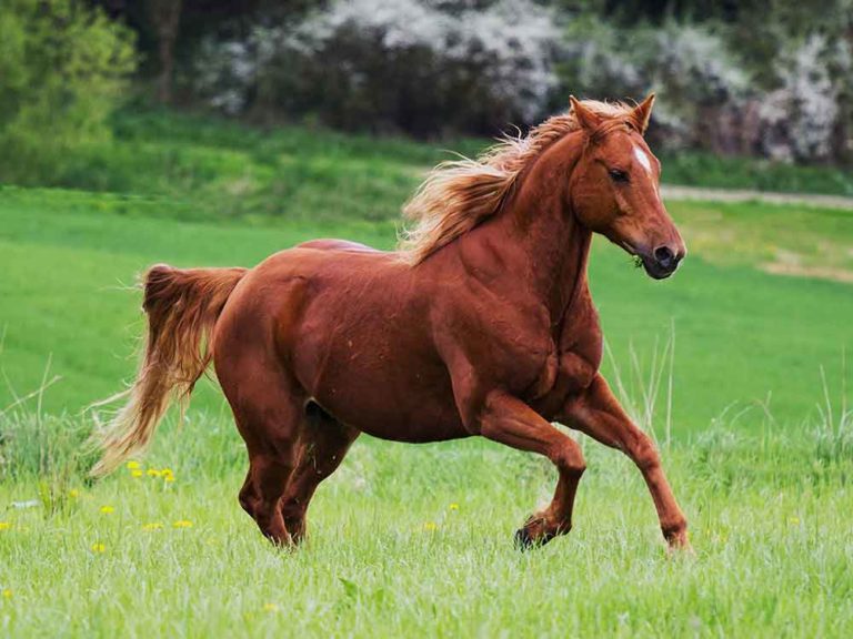 Horse Breeds 10 Beautiful Breeds Every Horse Fan Should Know