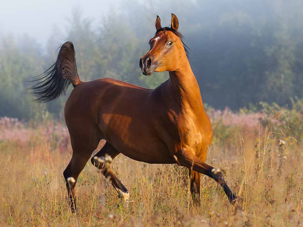arabian horse breed