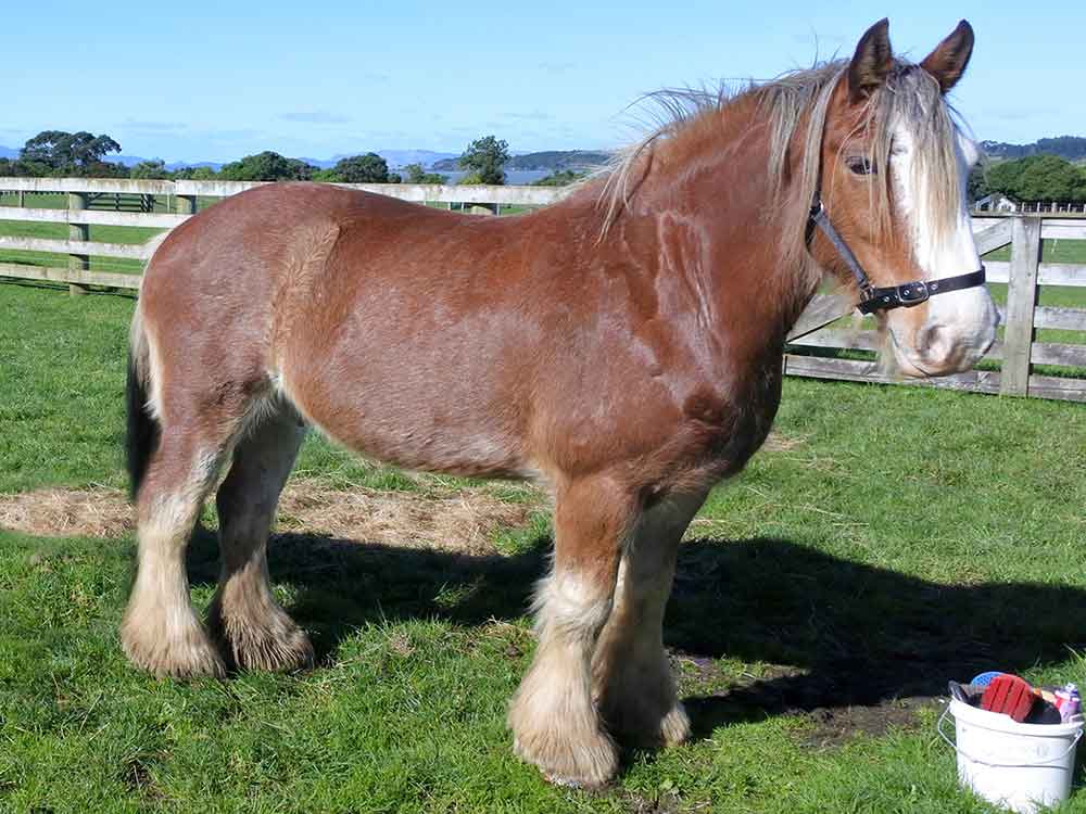 clydesdale horse breed
