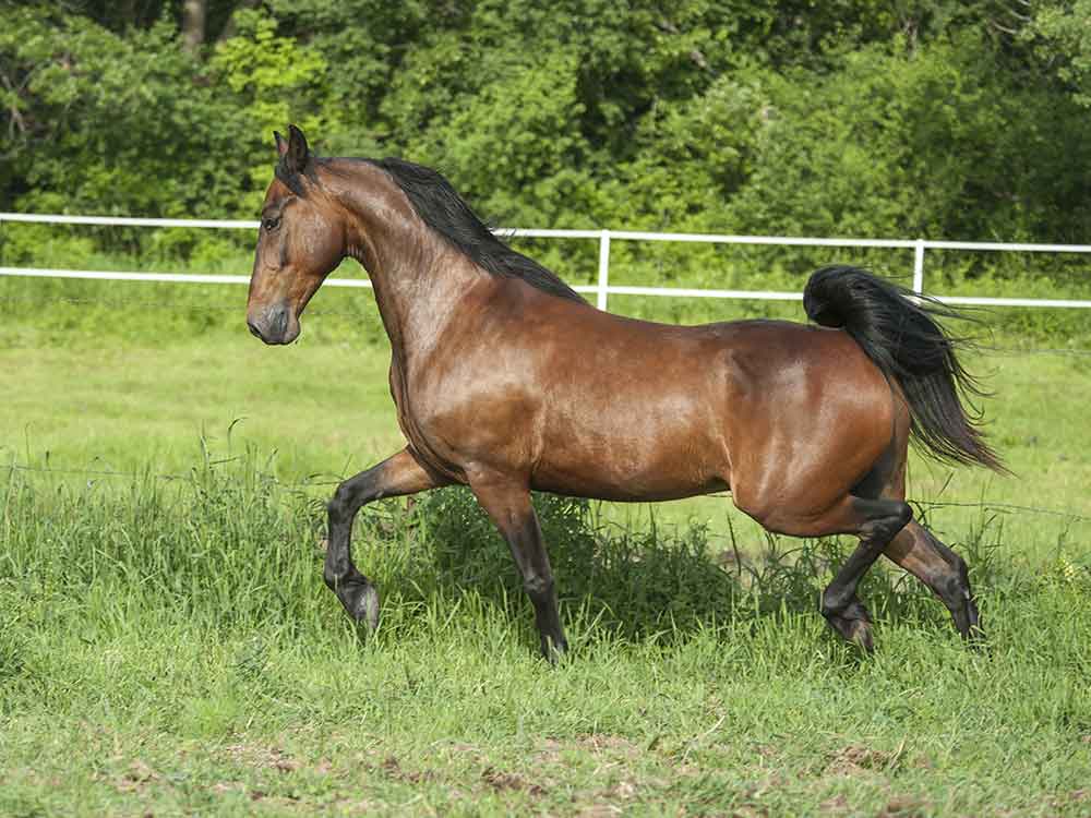 morgan horse breed