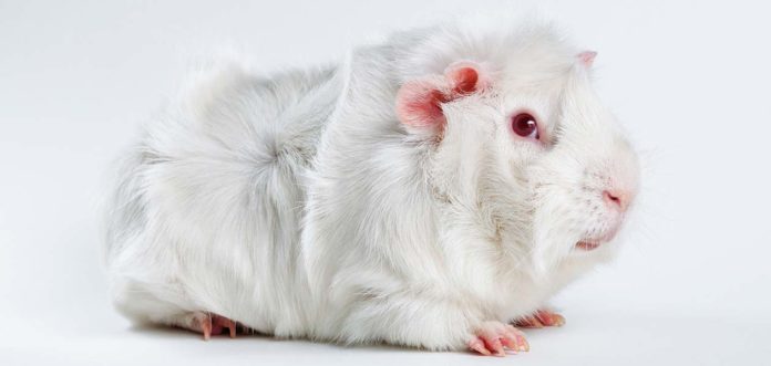 albino guinea pig