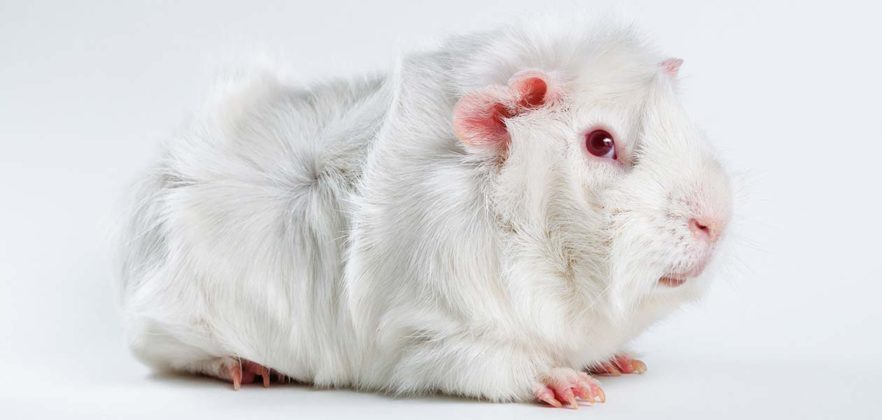 Albino Guinea Pig - Surprising Facts About White Cavies