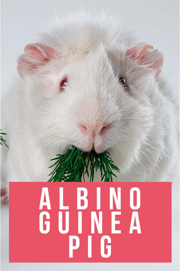 albino guinea pig