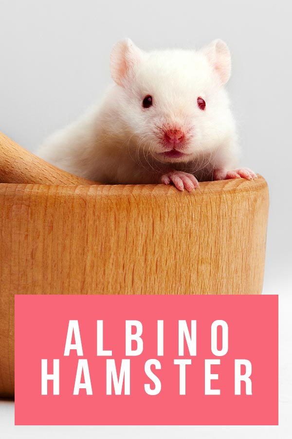albino hamster