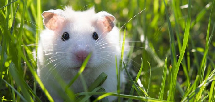 albino hamster