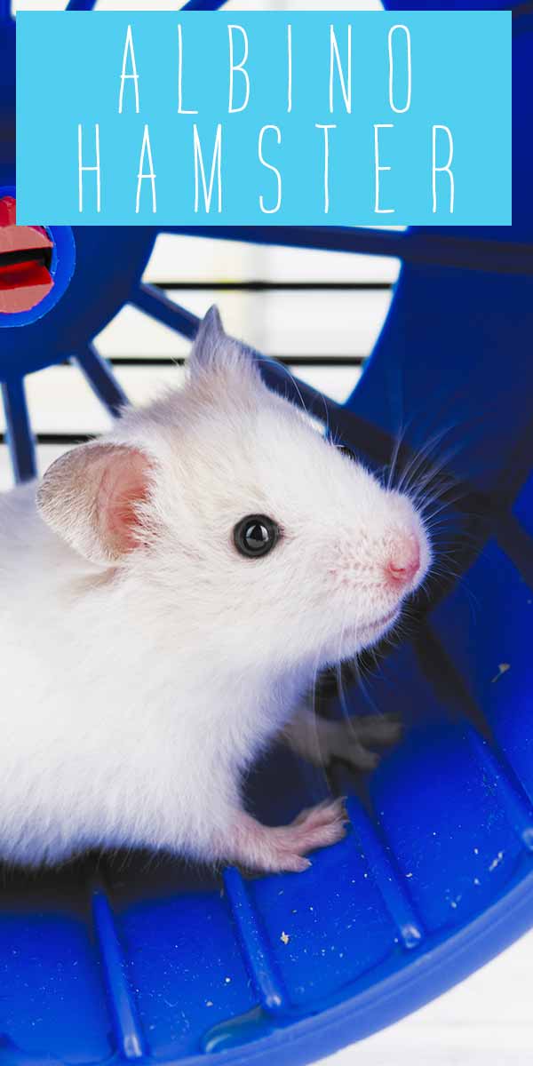 Albino Hamster Unexpected Information About White Hamsters