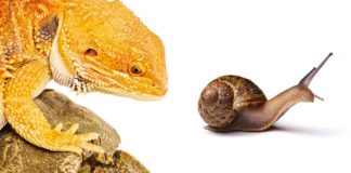 can bearded dragons eat snails