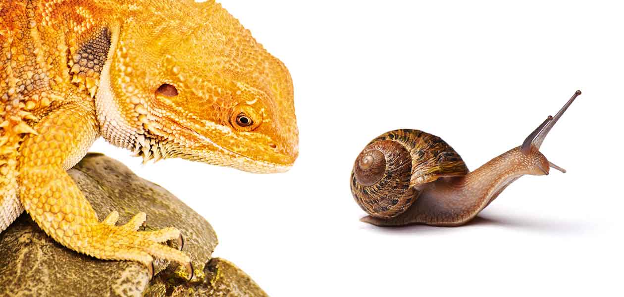 Can Bearded Dragons Eat Snails?