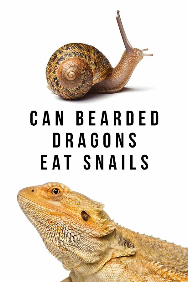 can bearded dragons eat snails