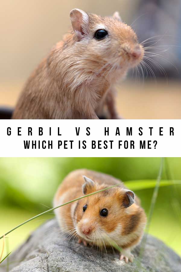 are hamsters bigger than gerbils