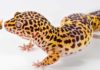 gecko names