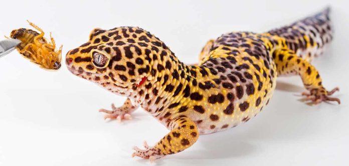 gecko names