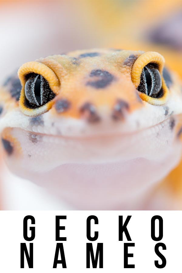 gecko names