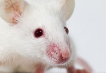 albino mouse