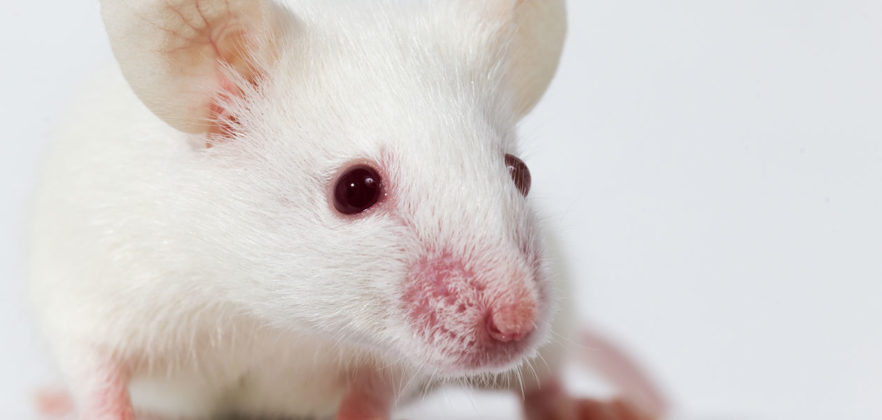 Albino Mouse Facts About Albino Mice In Science And As Pets