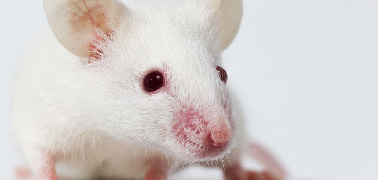 albino mouse pet
