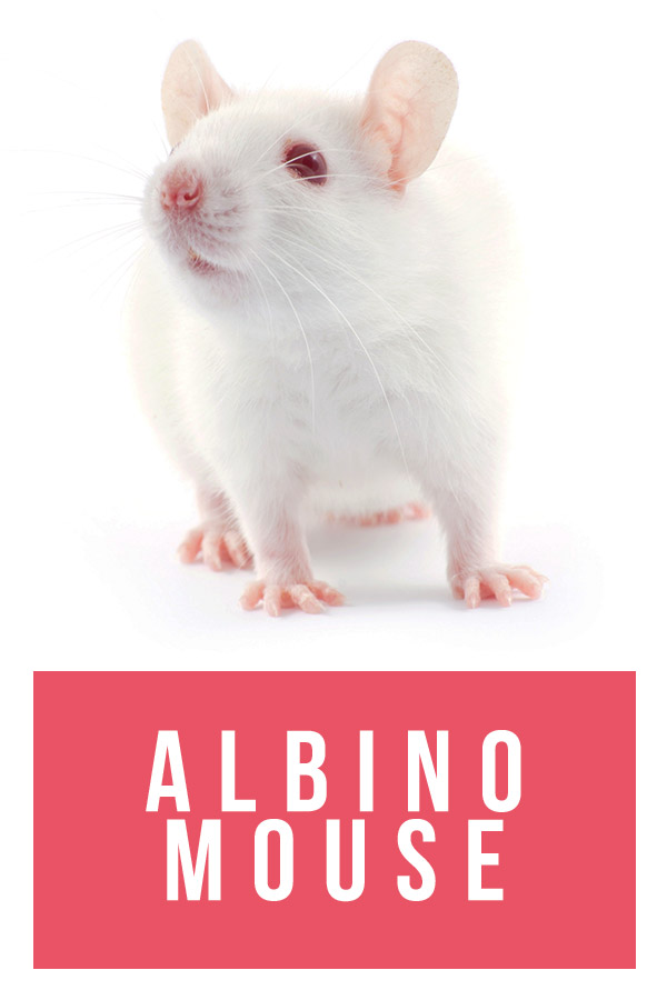 albino mouse