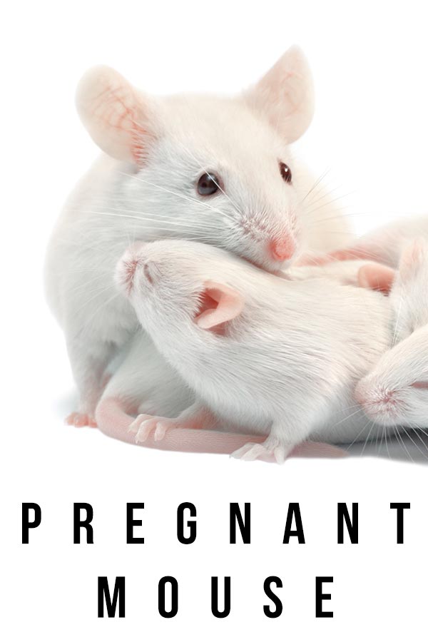 pregnant mouse