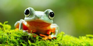 frog names
