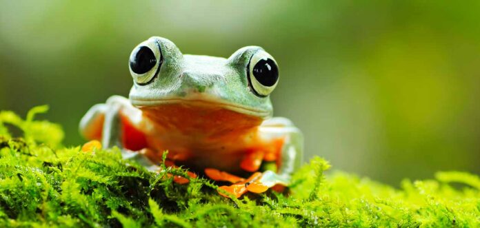 noms de grenouilles