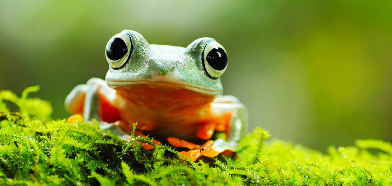 green frog names