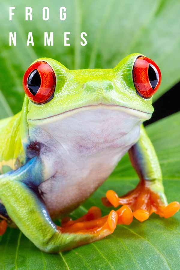 Frog Names - Over 300 Funny, Cute, And Cool Ideas