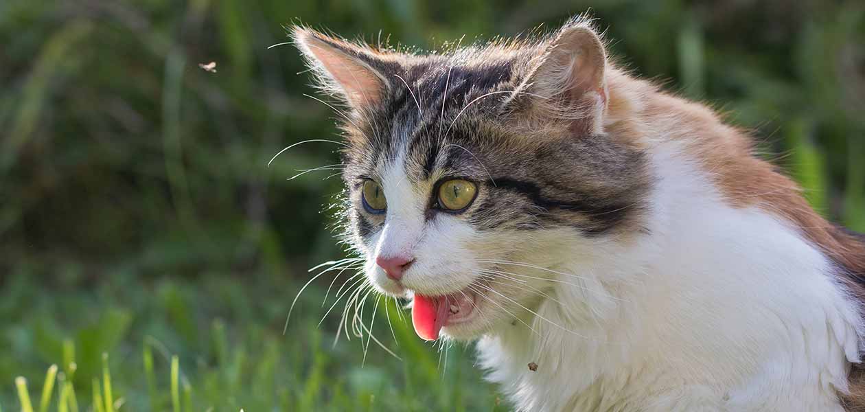 Heavy Breathing Cat - Causes And Solutions For Panting Cats