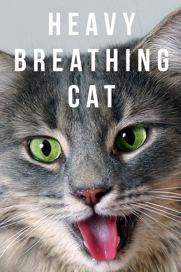Heavy Breathing Cat - Causes And Solutions For Panting Cats
 Heavy Breathing Cat Picture