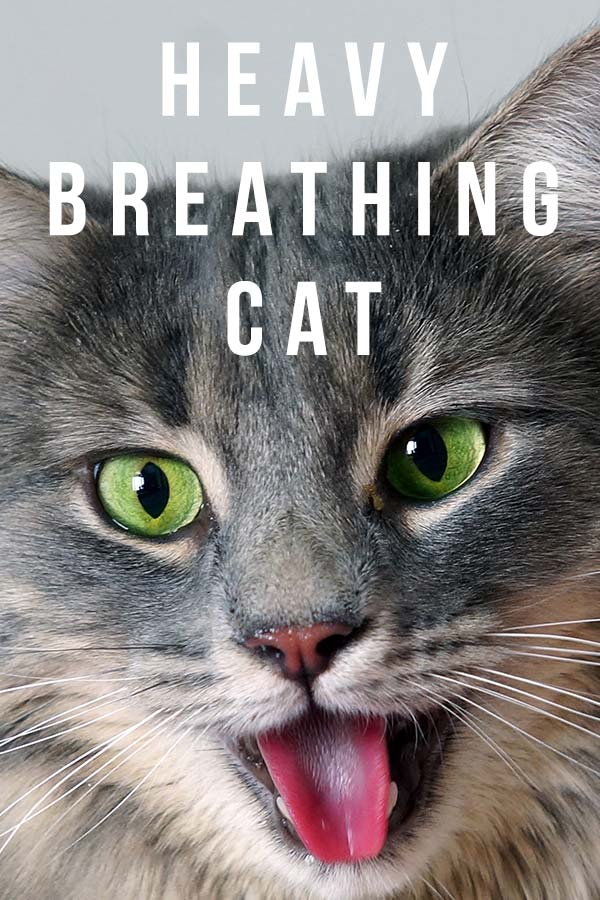 Heavy Breathing Cat - Causes And Solutions For Panting Cats