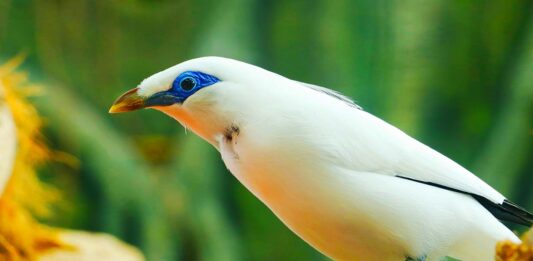 Meg Austwick, Author at Squeaks and Nibbles - Page 3 of 5