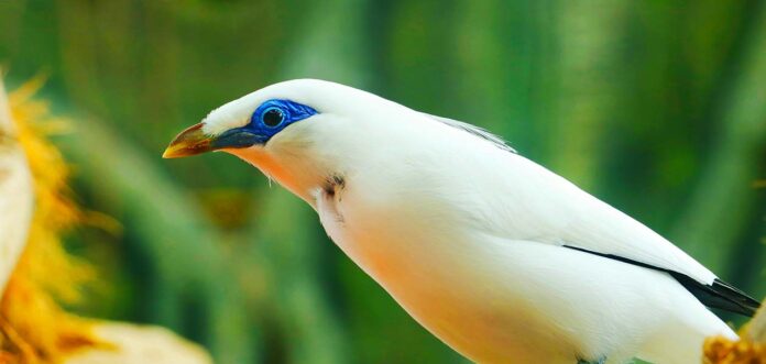 mynah-bird-breed-traits-personality-and-talkative-myna-bird-care