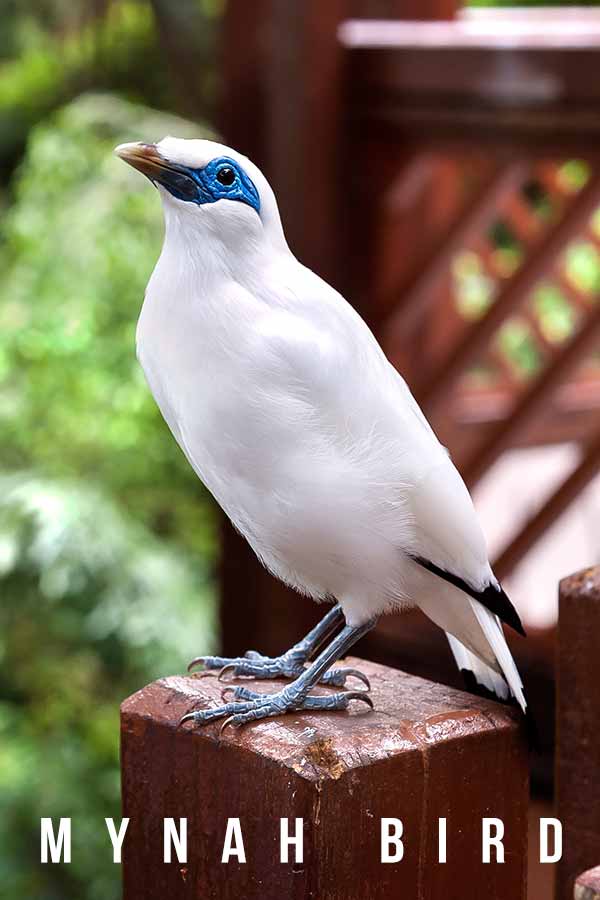 mynah bird