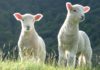sheep names
