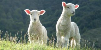 sheep names