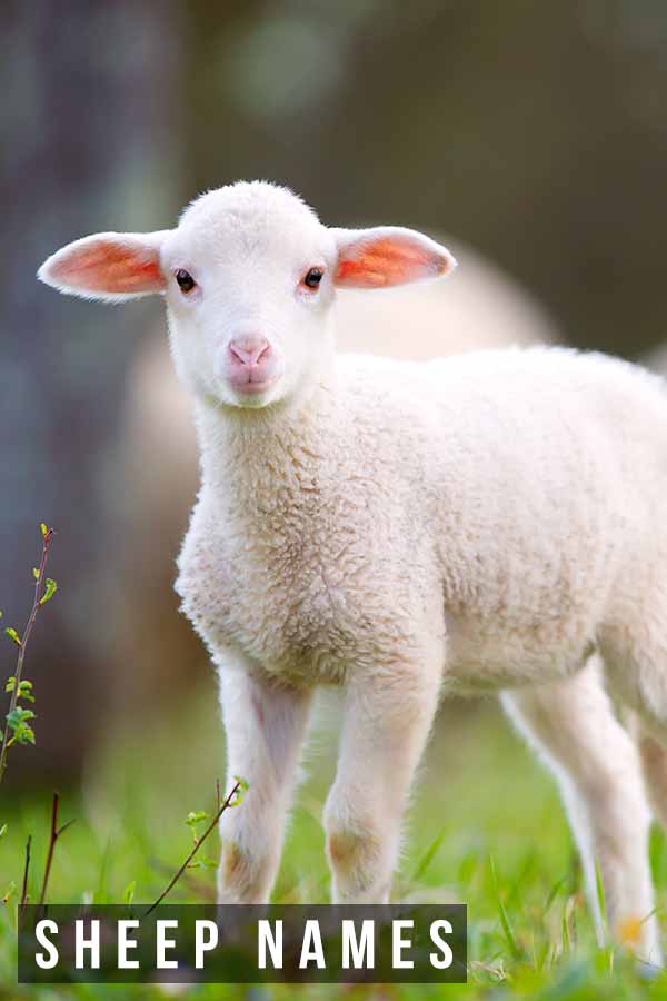 sheep-names-200-cute-names-for-pet-sheep