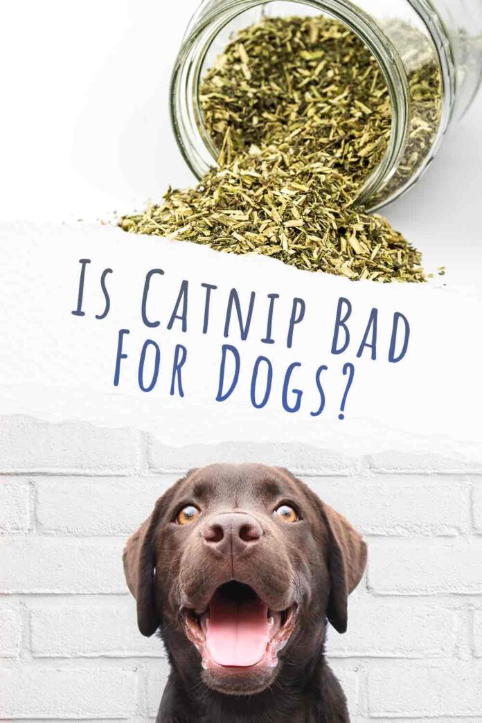 dogs with catnip