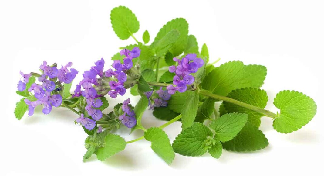 Is Catnip Bad For Dogs Can They Enjoy It's Effects Too?