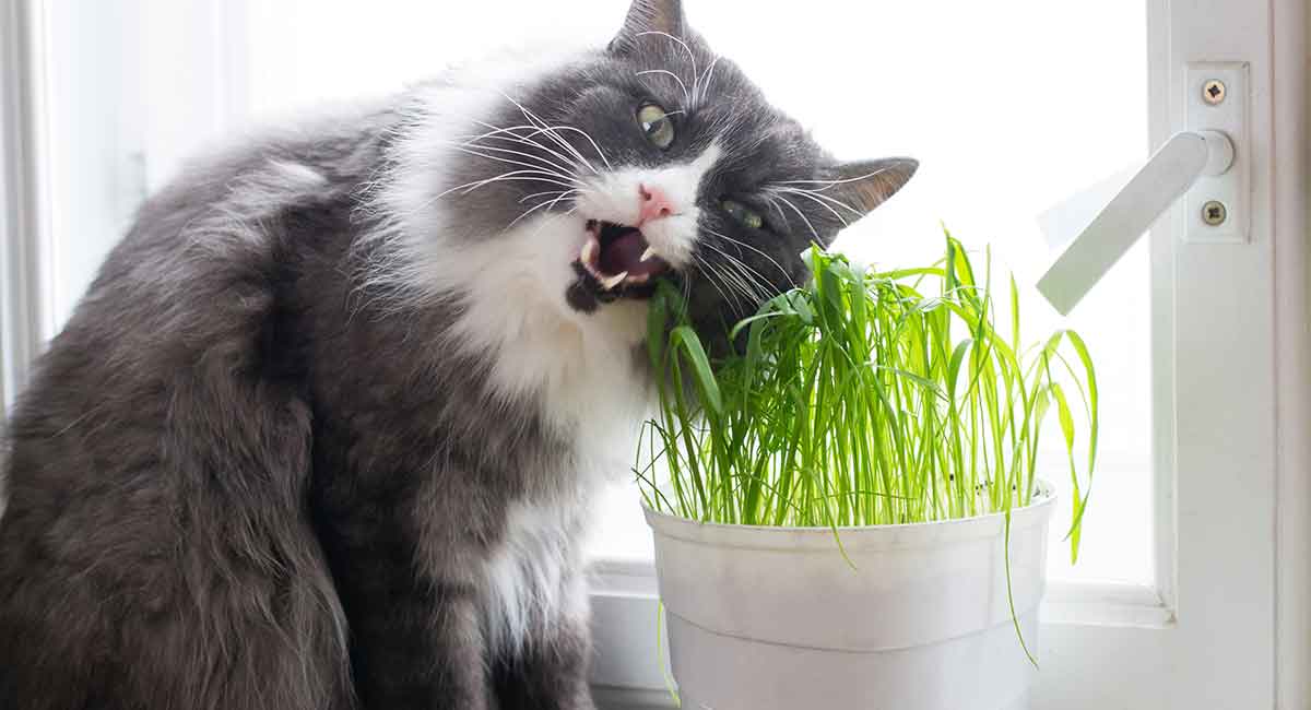 cat eating catnip